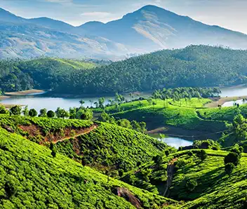 cks group munnar hill station green landscape
